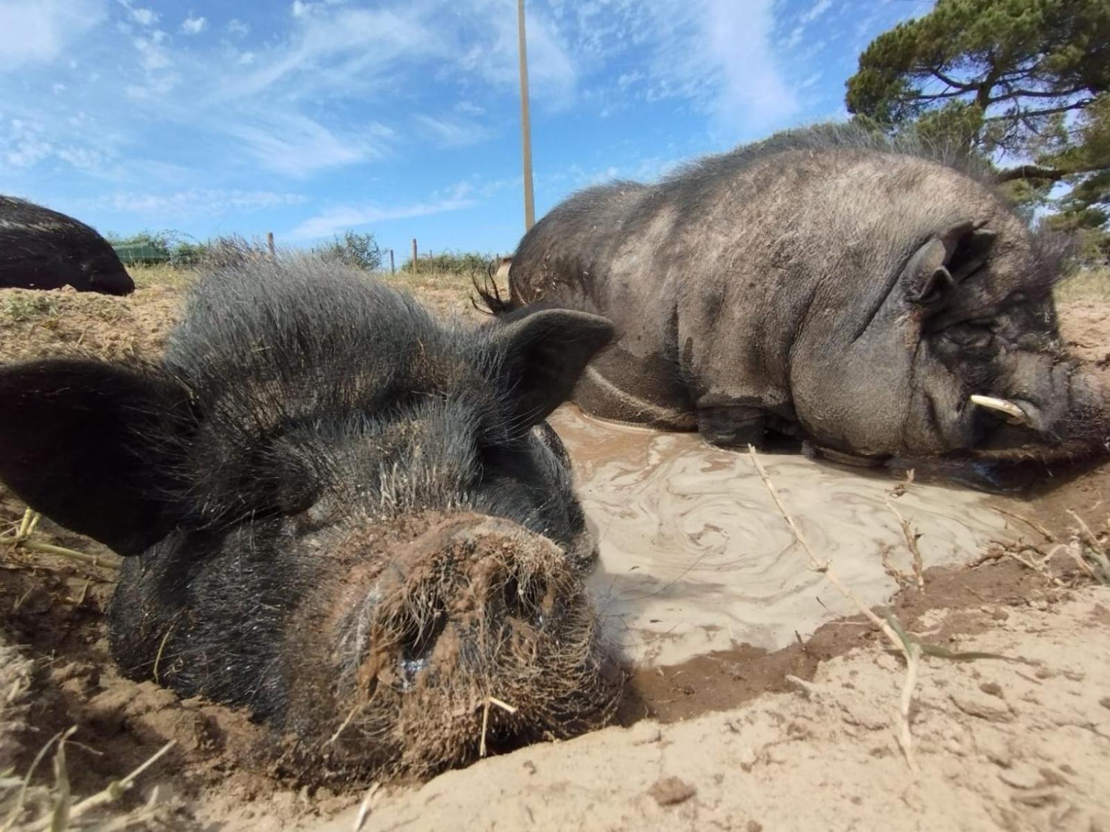 ホテル Cosy Nest In Animal Rescue Monte Dos Vagabundos São Teotónio エクステリア 写真