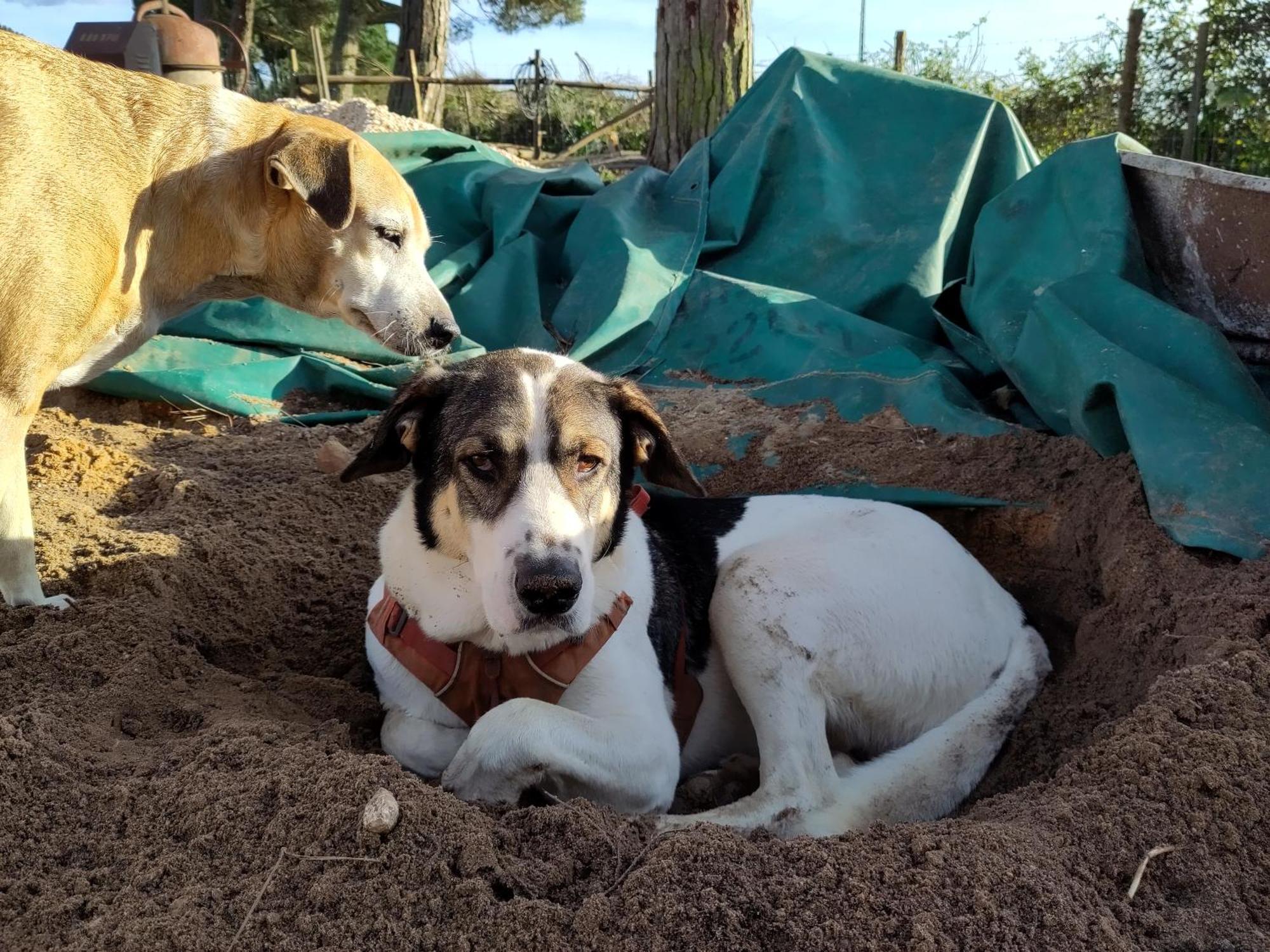 ホテル Cosy Nest In Animal Rescue Monte Dos Vagabundos São Teotónio エクステリア 写真
